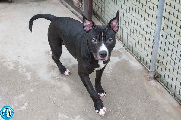 Ade, un nome come tanti. Una storia che merita un finale diverso. Foto 3